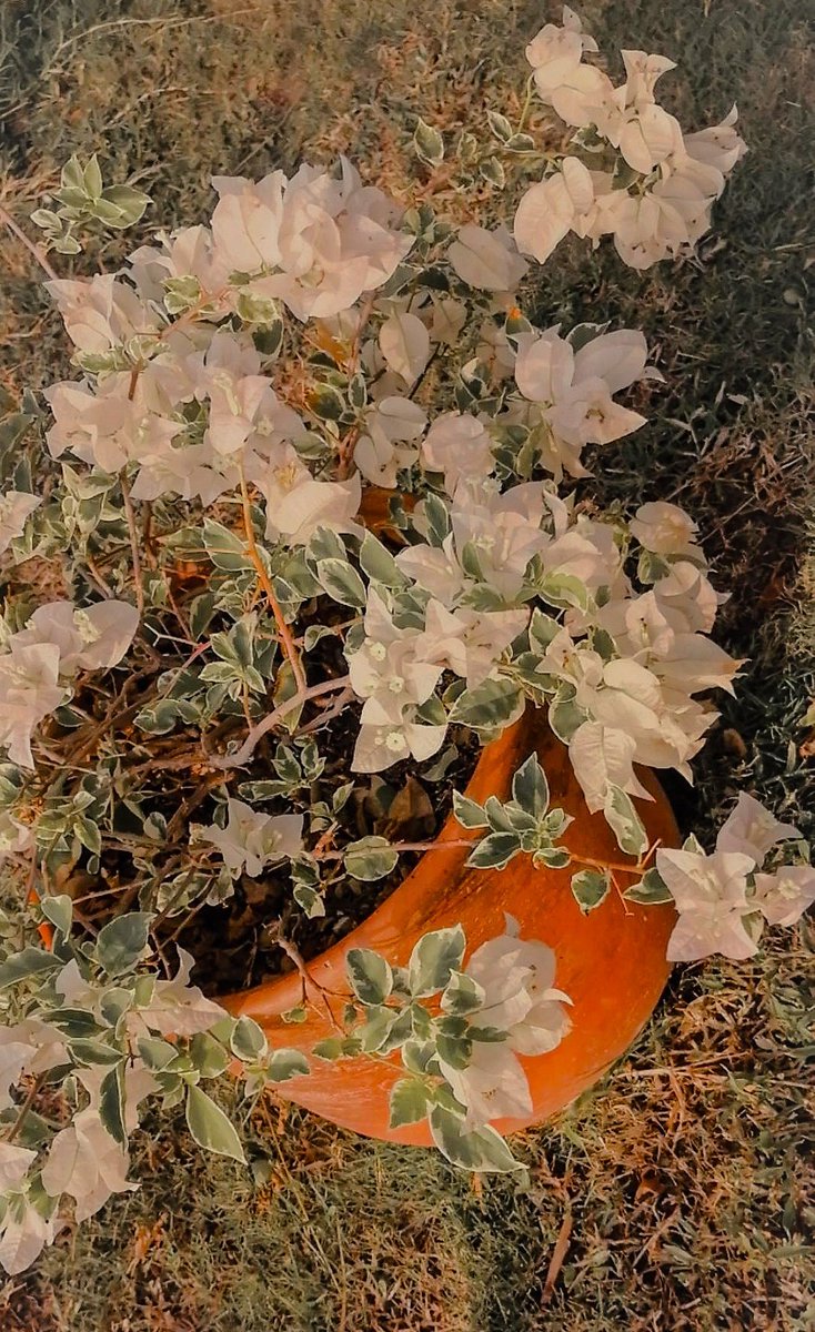 Mariajosepico's tweet photo. Veranera en verano 🌼 https://t.co/cQLuOtKFR2