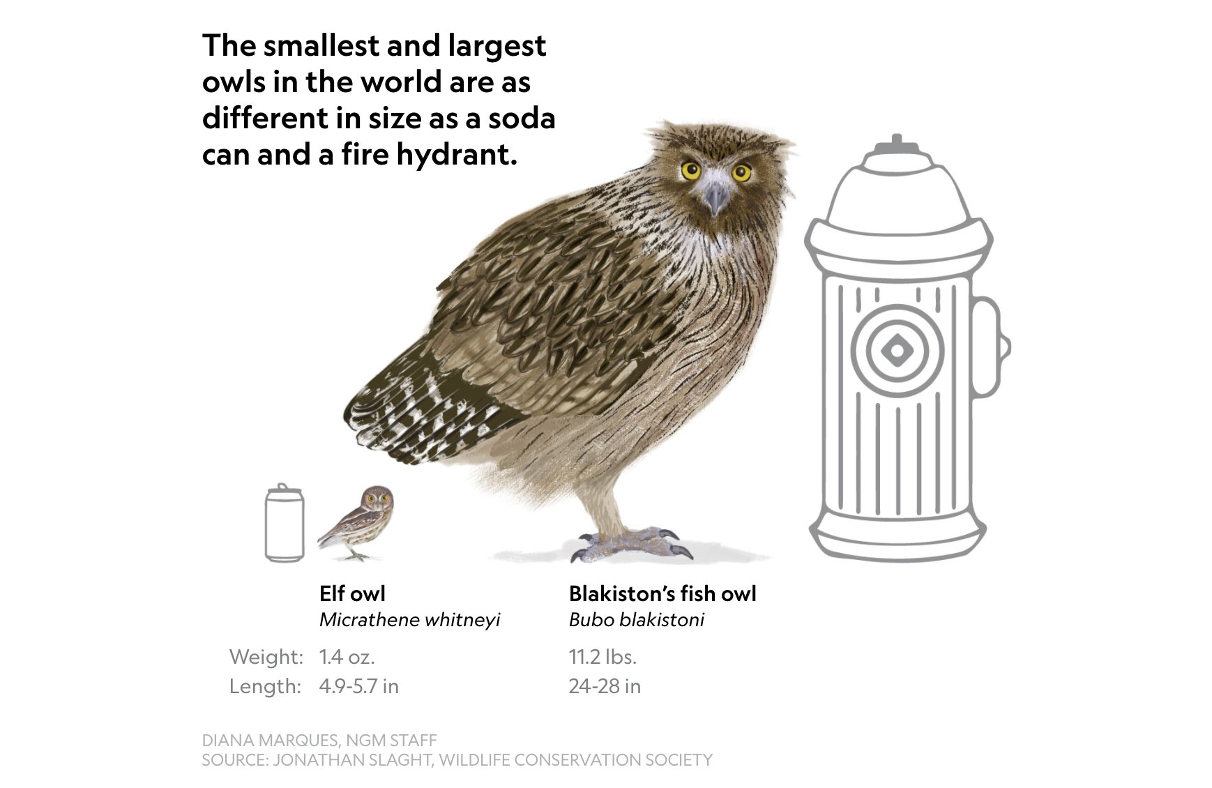 Biggest Owl In The World