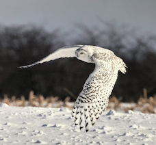 Diane Ackerman tweet media