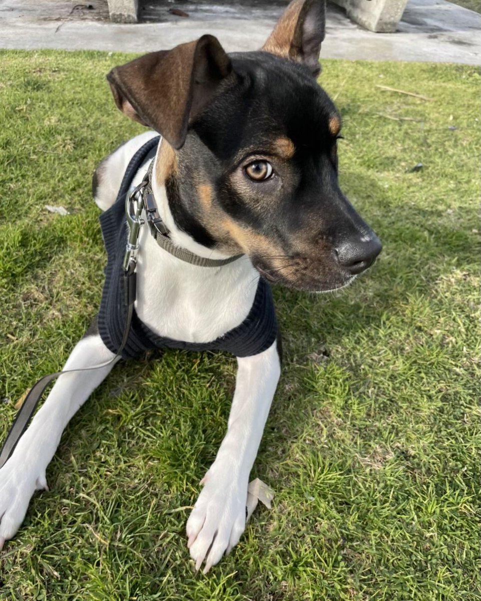 elcaymnet's tweet photo. Antoine, the Emcee of #Ext21, shared about his puppy Coffee. Enjoy the cuteness. https://t.co/4YFVWDwHCC