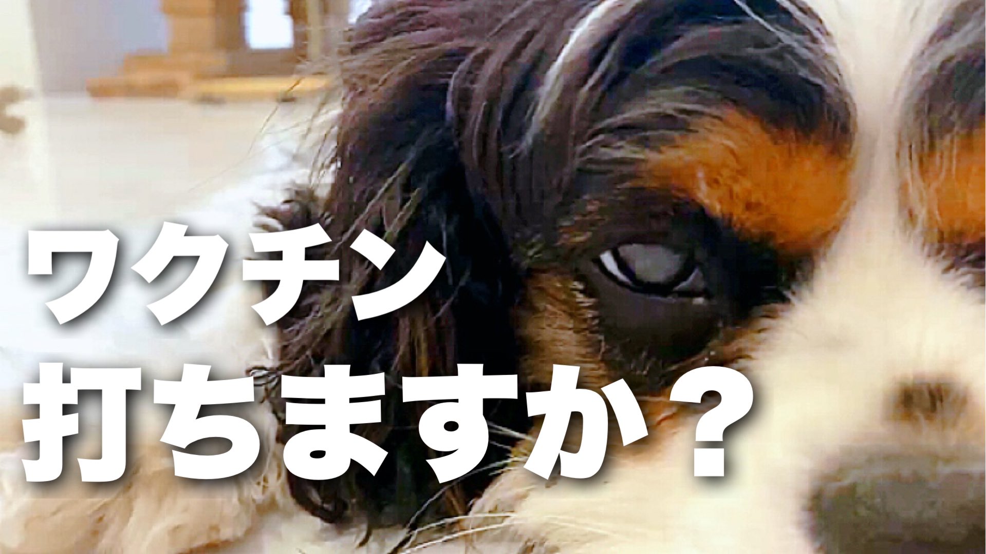 下痢 Youtube Com Or Ustream Tv Or Vine Co Or Dailymotion Com Lang Ja Hledani Na Twitteru Twitter