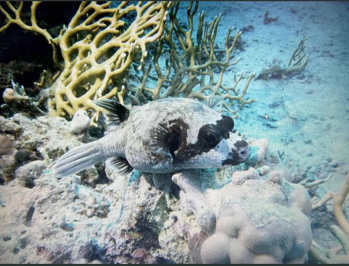 SubCDivers's tweet image. Name this breed of fish - photo courtesy of one of our @BSACdivers club members.