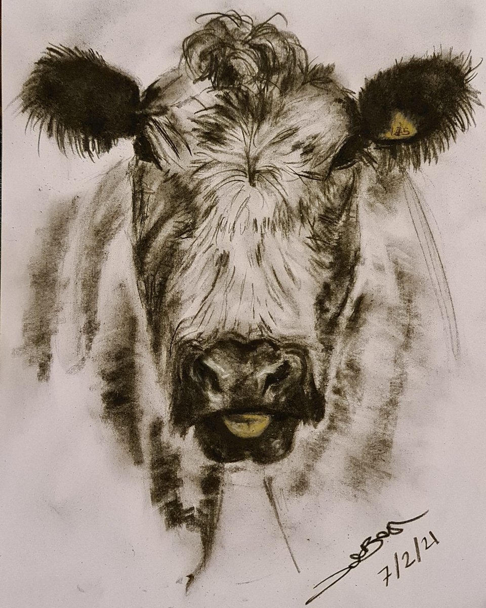 Chilled Sunday evening sketching 😀🐄 #whitecattle #sketching