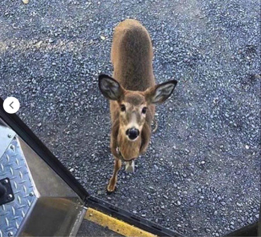 GhosteryAnon's tweet photo. "The Perks Of Being A UPS Delivery Driver"
r/awww
Trending #PuppyBowl #SuperBowl #MileyCyrus #TB12 #dogecoin #FanDuelPMSSuperShowAt4 #DogecoinRise Alicia Keys #BoughtHashtags #FakeHashtag https://t.co/Gl01hizMJu
