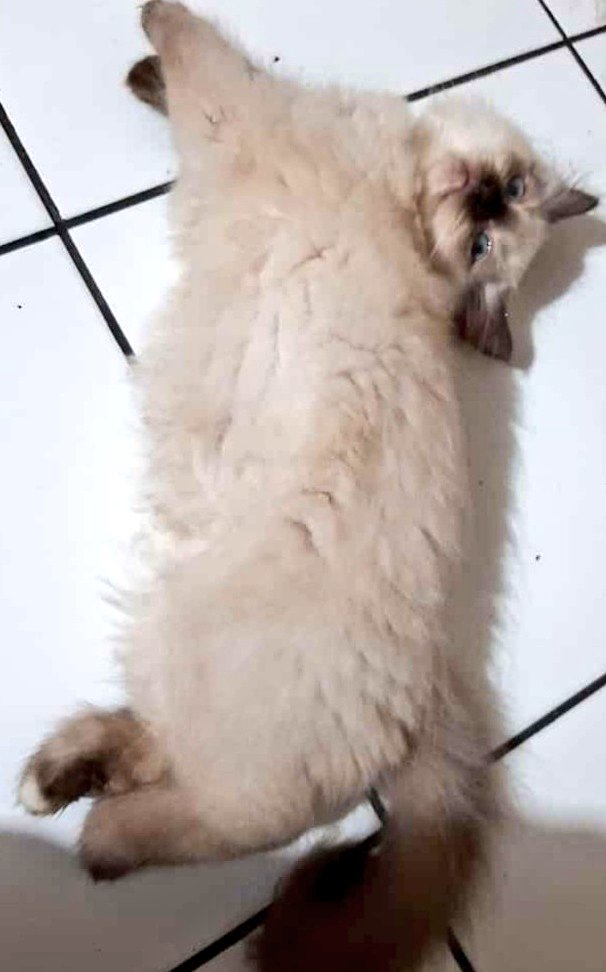 Lucu amat RT <a href="/martayanti/">A Brotosudirdjo</a>: Sourdough .