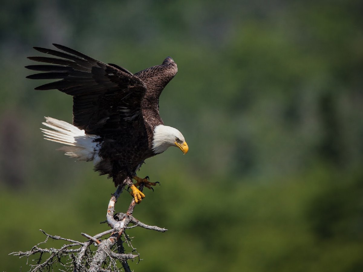 With abundant wildlife viewing opportunities, our oceanside setting offers many activities for the outdoor enthusiast. There’s so much to see once you start looking 🦅 | SunriseRidge.ca