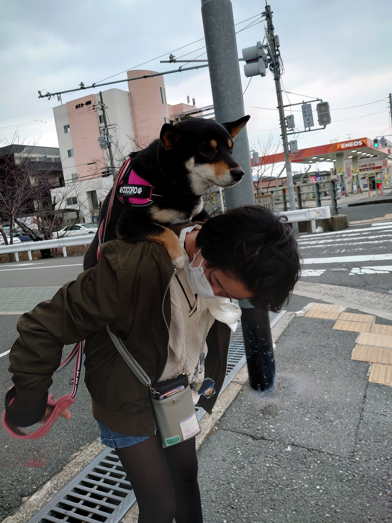 犬おんぶ Twitter Search Twitter