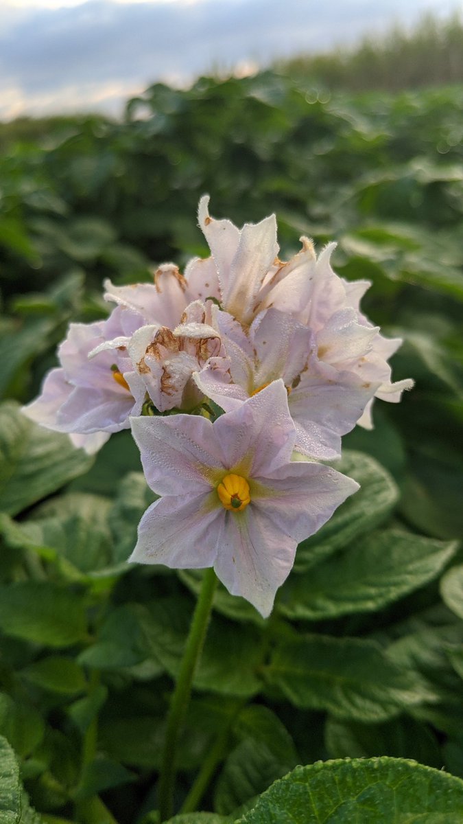 野菜の花言葉 野菜の花言葉