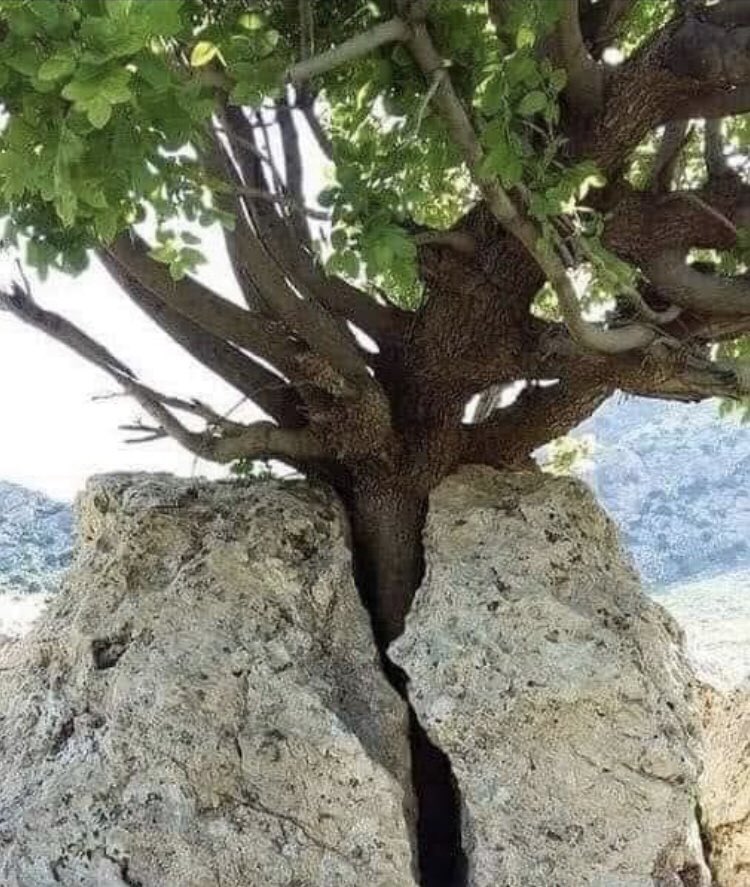 необычно растущие деревья. покажи как выглядит слово. так выглядит слово прорвемся. дерево растущее через камень. как выглядит извини.