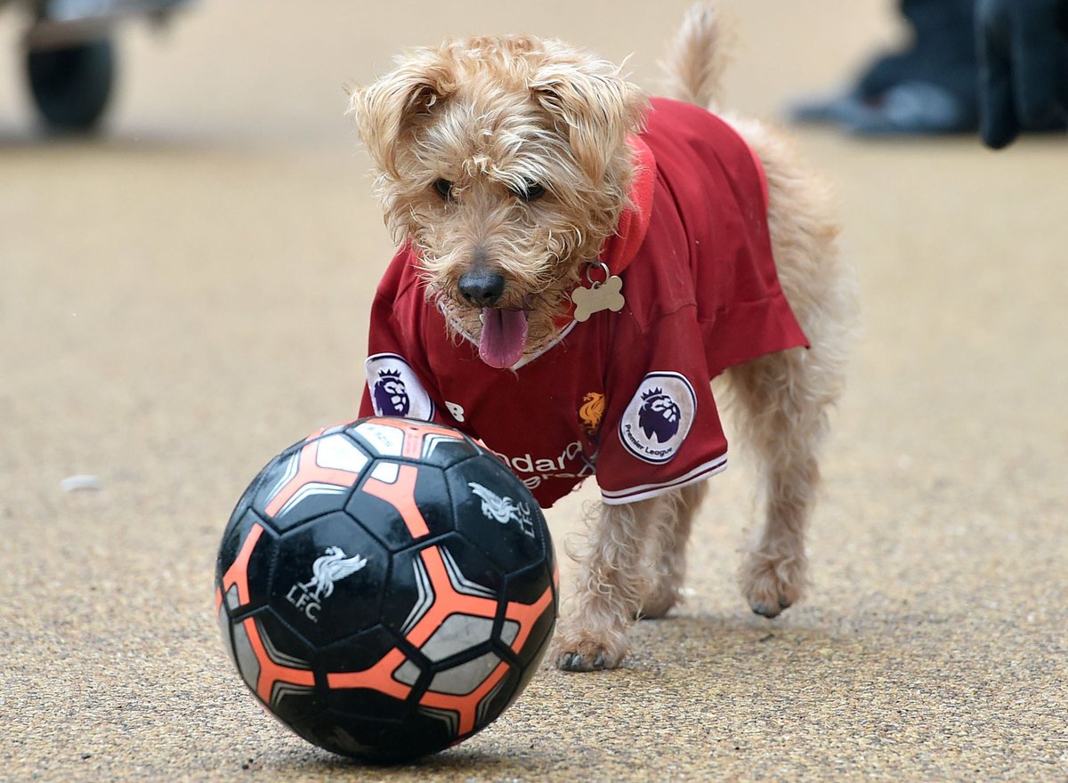 robblee3282's tweet photo. @LFC_Rit My little dude misses the fans too https://t.co/nxWNVwMuHL