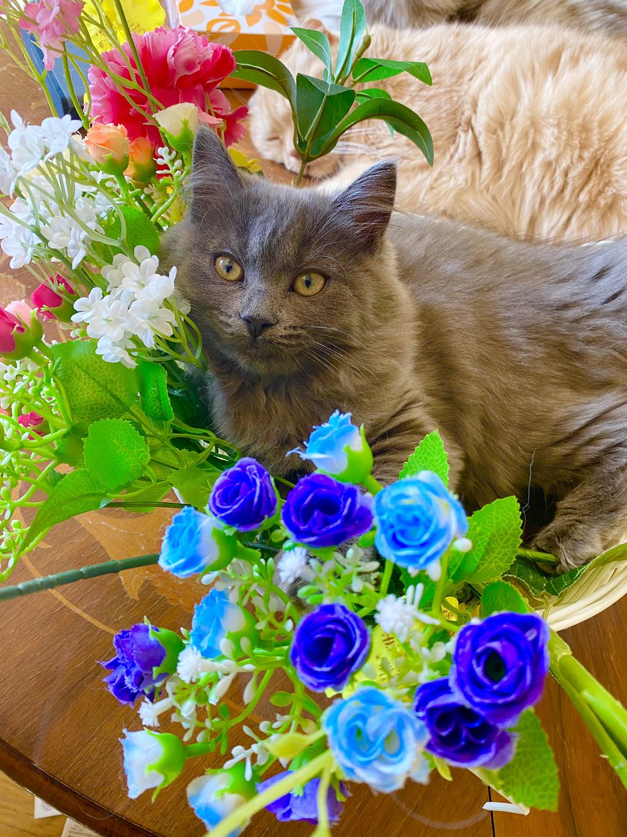 猫カフェ F Non Fnon Twitter 猫カフェ F Non Fnon Twitter