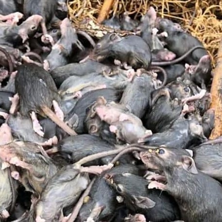 нашествие крыс в австралии. чума мышей. нашествие крыс в австралии 1993. крыса гравюра. мышиная чума в австралии.