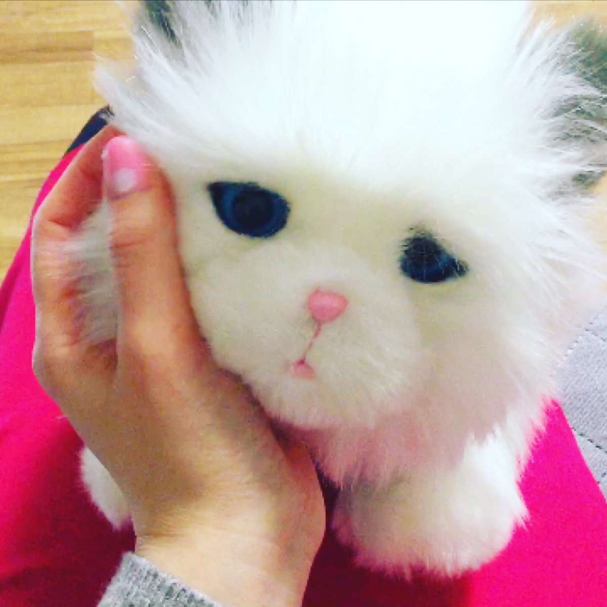 大人ぼっち Ar Twitter Youtube T Co Ksvh25ijjg ロボット猫ちゃんペット I Got A Robot Kitty Cat Robot Robotpet Cat Kitty Kittycat Littlelivepets 猫 ネコ ぬこ ねっこ ペット ロボット ロボットペット Ai ねこ 癒し ぬいぐるみ しろ 大人ぼっち Ar Twitter Youtube T Co Ksvh25ijjg ロボット猫ちゃんペット I Got A Robot Kitty Cat Robot Robotpet Cat Kitty Kittycat Littlelivepets 猫 ネコ ぬこ ねっこ ペット ロボット ロボットペット Ai ねこ 癒し ぬいぐるみ しろ