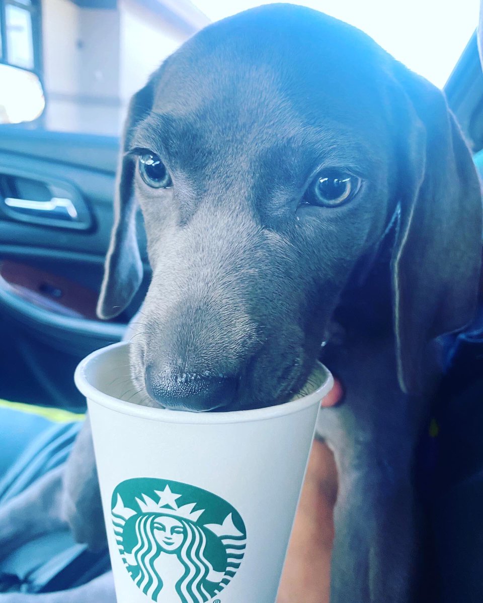 natelygonzalez's tweet photo. @Starbucks Sunday is always puppuccino day☕️🤍 https://t.co/keVnVnsHzt