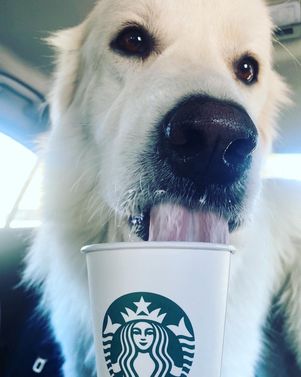 natelygonzalez's tweet photo. @Starbucks Sunday is always puppuccino day☕️🤍 https://t.co/keVnVnsHzt