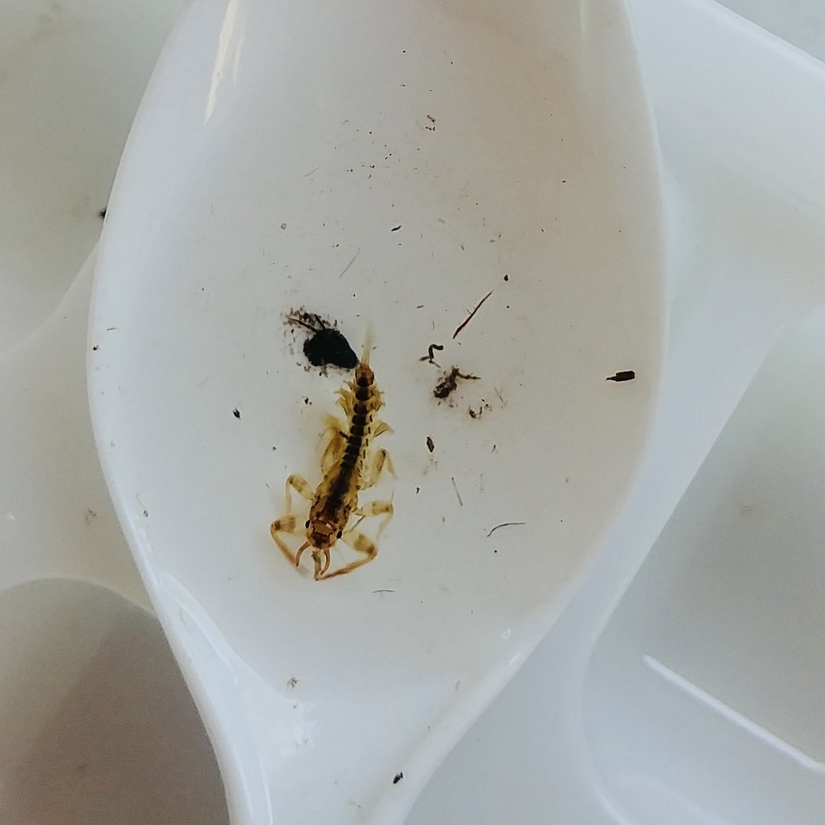 Some great #waterbugs from Victorian High Country Landcare Facilitator Lisa Lee from a recent #waterbugblitz at Omeo, VIC. Thanks for sharing team! 
#landcarevictoria #northeastcma #landcarevic #citizenscience #highcountry #omeolandcare