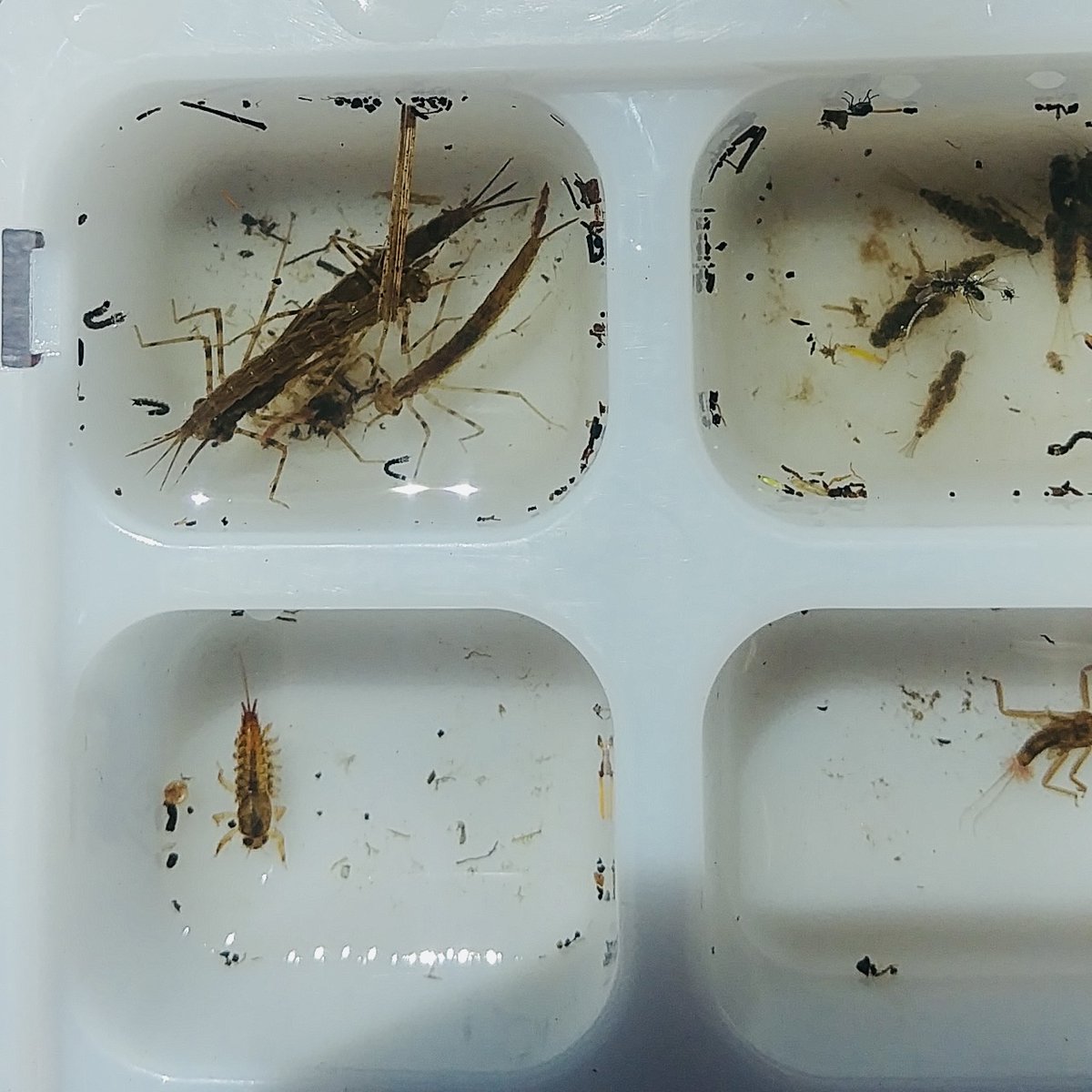 waterbugblitz tweet media