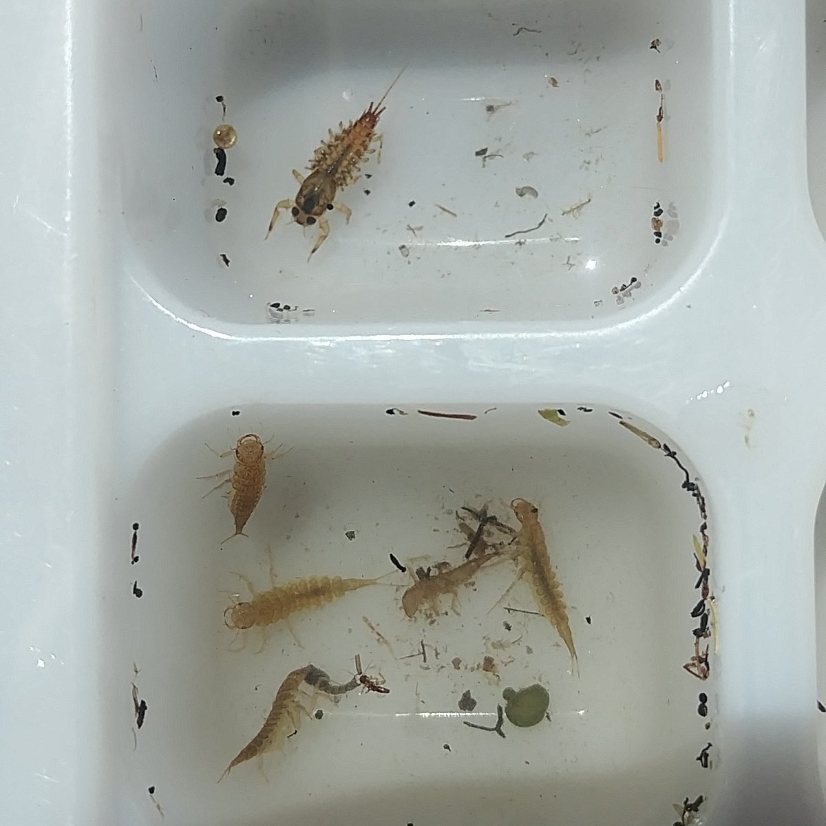 waterbugblitz tweet media