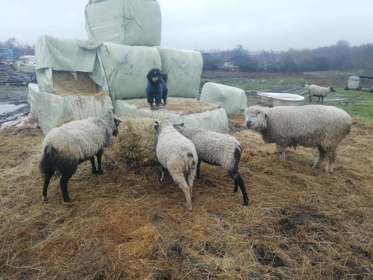 Painted_Wagons's tweet photo. Crazy winter days #WINTER #Shetlandsheep #dogonguard https://t.co/sxDzRRPDOW