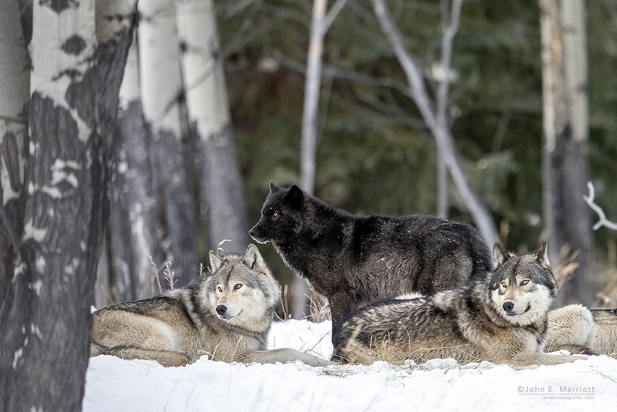 JohnEMarriott's tweet photo. Are you catching all of my Searching for Cougars and ONE MONTH LATER storytelling series over on IG and FB? Full story of my encounter with the Banff Town wolf pack (w a lot more pics) over there now, though I'll post a few here! #onemonthlater #searchingforcougars https://t.co/GgP7etlbJB