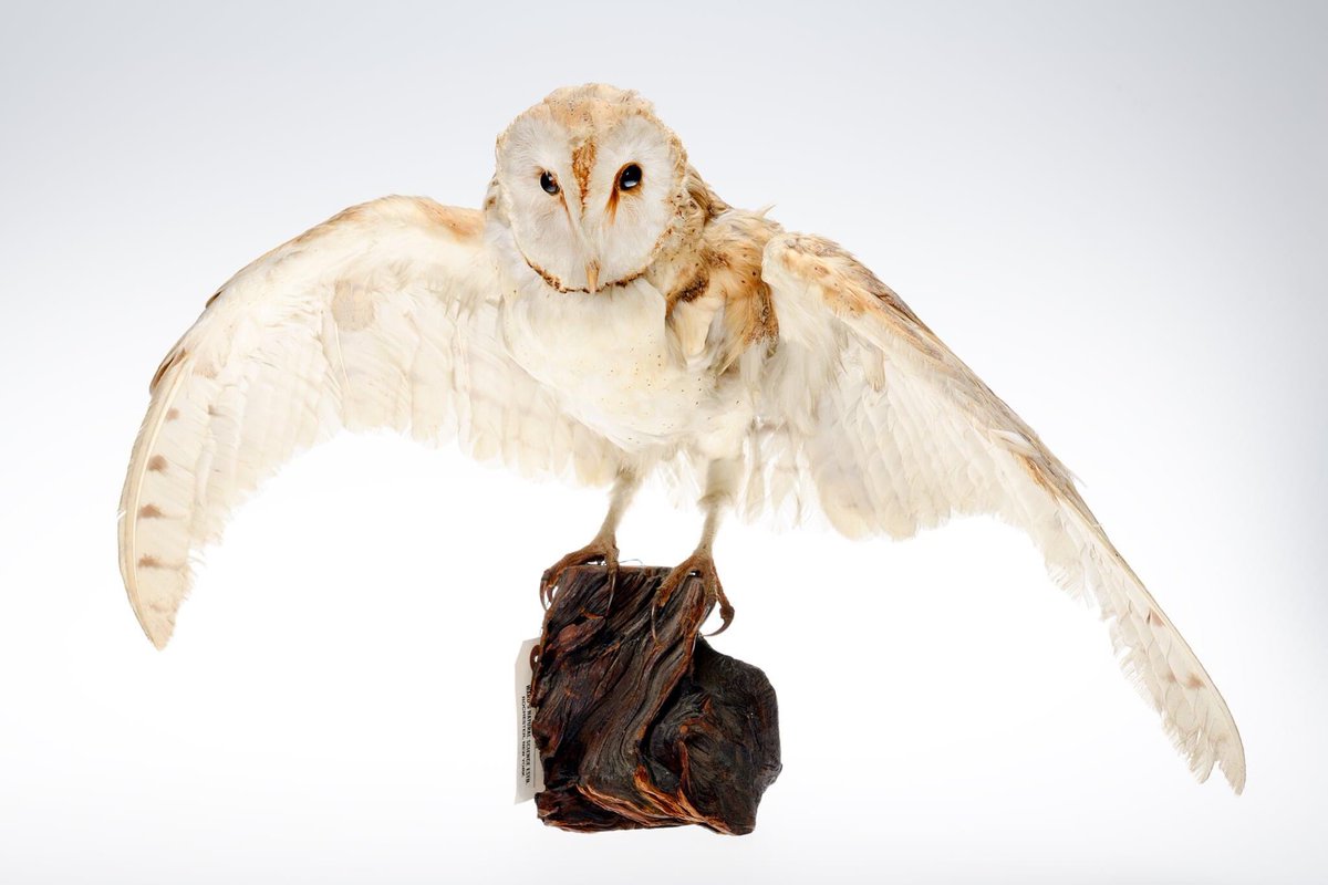 The big game has taken flight but we’re just here for the half-time show and the snacks (probably voles and frogs). #SuperBowl #museumsuperbowl <a href="/theweeknd/">Abel Tesfaye</a>