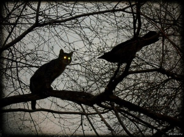 _ko_mon's tweet photo. "Come on, shout 'Nevermore!'"
#cats #CatsOfTwitter https://t.co/BQVFH7hPzG
