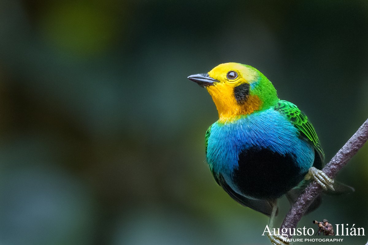 Tangara Multicolor, Multicolored Tanager, Chlorochtysa nitidissima #colombiabirdfair