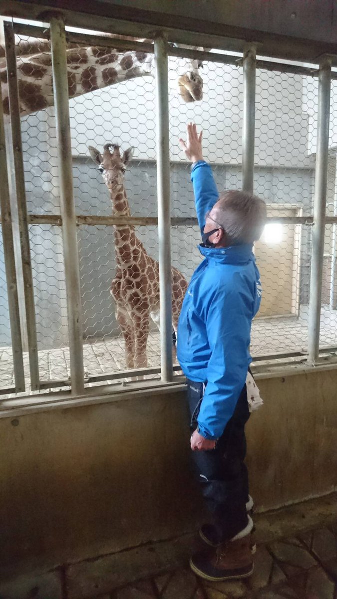 旭川市旭山動物園 公式 園長と仔キリンの背くらべ 仔キリンの身長は現在約2メートルです 旭山動物園 Asahiyamazoo キリン アミメキリン Giraffe 結 キリンのこども きりん舎