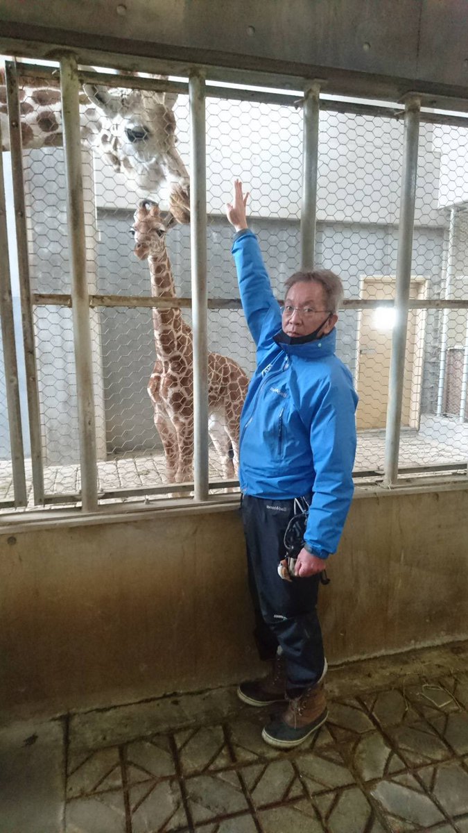 旭川市旭山動物園 公式 園長と仔キリンの背くらべ 仔キリンの身長は現在約2メートルです 旭山動物園 Asahiyamazoo キリン アミメキリン Giraffe 結 キリンのこども きりん舎