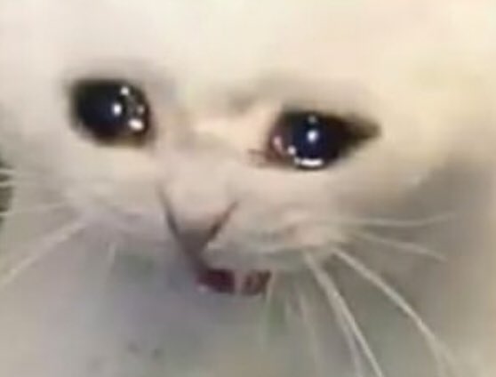 плачущий кот. плачущий. плачущий маленький котик. сон плачущий кот. кот плачет.