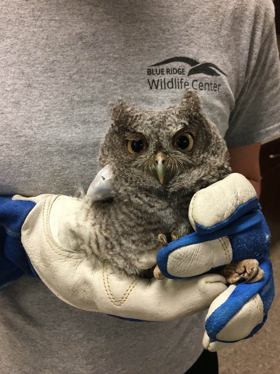 Owls are a group of birds of prey that are generally nocturnal, meaning they're active primarily at night. So, while they resemble hawks & falcons in that they hunt for their food & eat prey items, owls have a whole toolkit of amazing adaptations that truly make them "superb"!