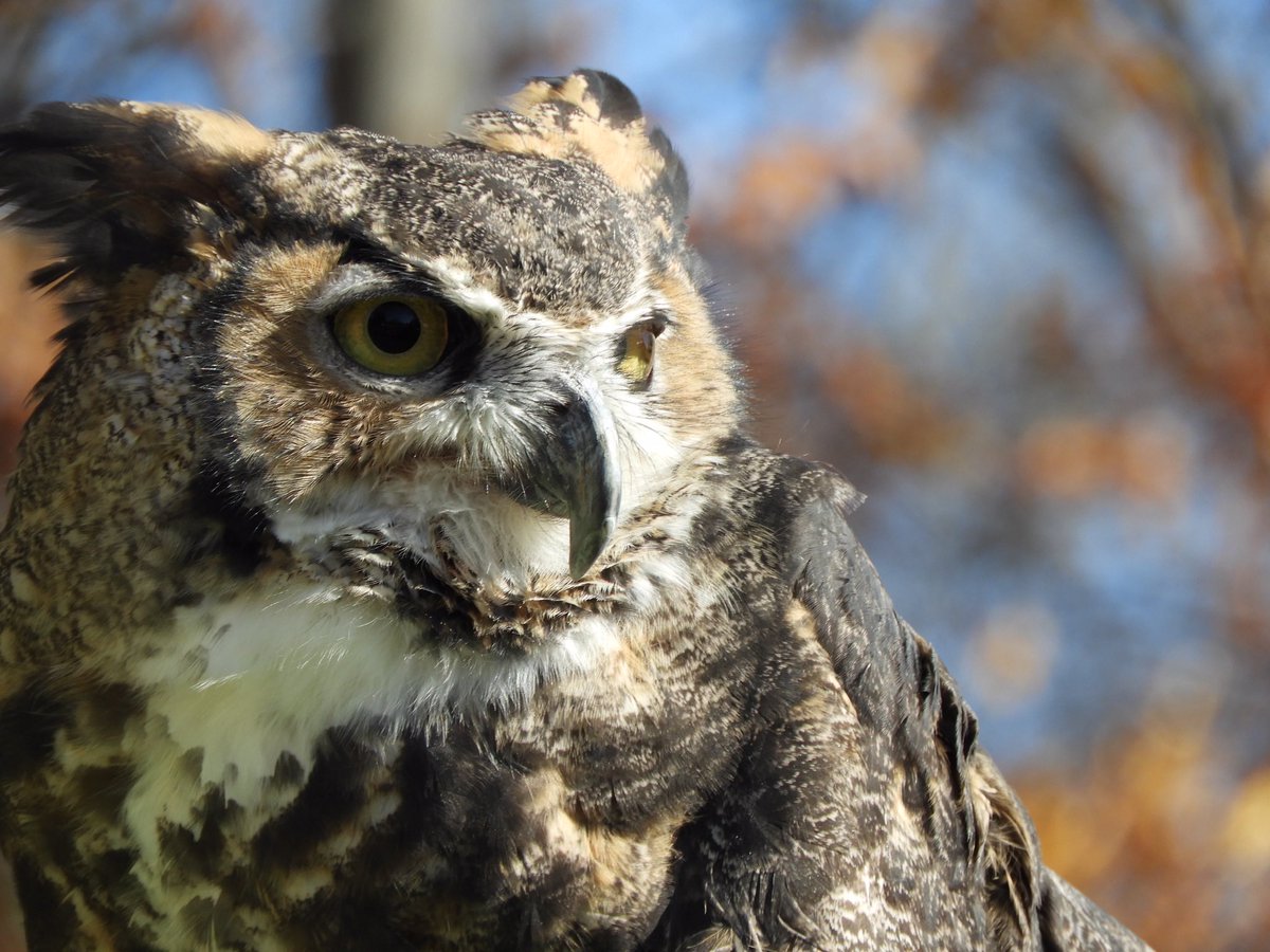 Owls are a group of birds of prey that are generally nocturnal, meaning they're active primarily at night. So, while they resemble hawks & falcons in that they hunt for their food & eat prey items, owls have a whole toolkit of amazing adaptations that truly make them "superb"!