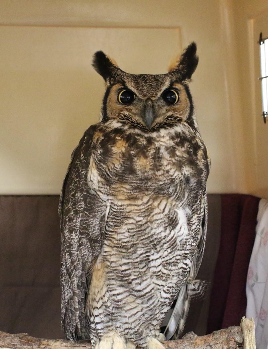 Since most owls are nocturnal, they have to be able to thrive in dark & low-light conditions. They do this in a variety of ways, but their eyes are extremely specialized. And what great big eyes they have - well, the better to see you with!