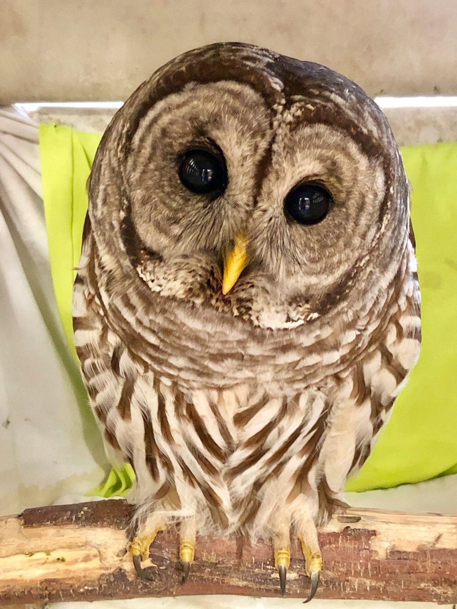 Some owls' eyes are so large, they can account for 3% of their body weight (compared to people, would only be 0.0003%!) These big eyes mean greater ability to pick up even the smallest amounts of light on dark or cloudy evenings, which makes spotting prey in the dark a breeze!