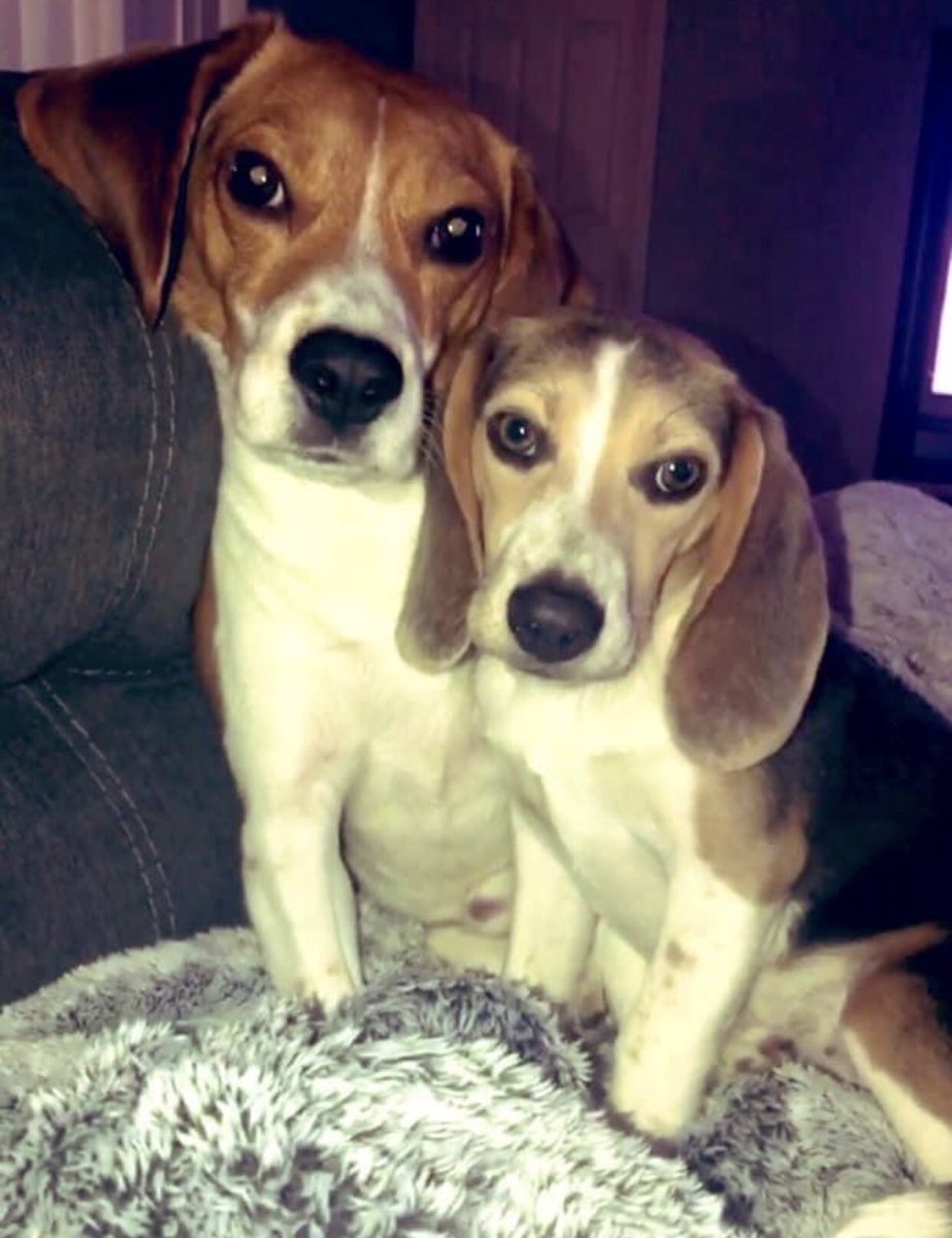 I didn’t name my dogs Brady and Gronk for nothing.. 😎
