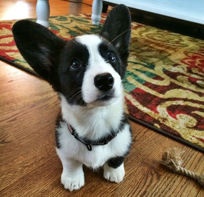 he's basically a black and white corgi