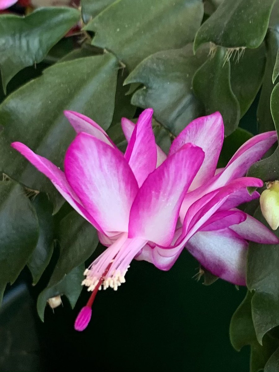 ElevatedBliss's tweet photo. Aham Prema π
#bitsofbeauty https://t.co/9WzWphZEaF