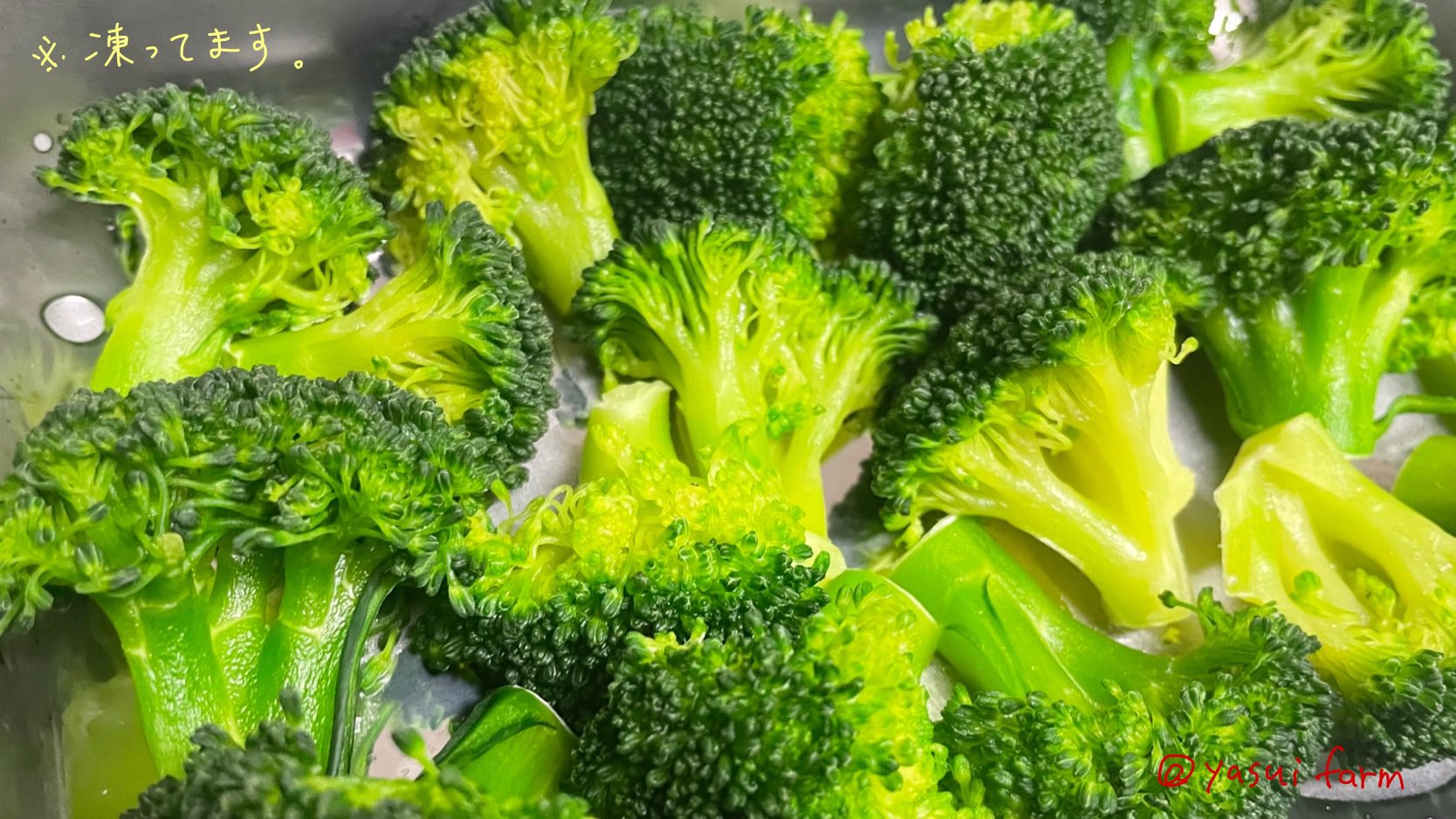 有限会社安井ファーム ブロッコリーの冷凍手順 まずは小房にカットしたブロッコリーを30秒だけ塩茹でし すぐにザルに上げて水を切ります 粗熱を取ったらキッチンペーパーで水気をふき取り 金属製のバットに並べ ラップをかけて冷凍庫で凍らせると 有限会社安井ファーム ブロッコリーの冷凍手順 まずは小房にカットしたブロッコリーを30秒だけ塩茹でし すぐにザルに上げて水を切ります 粗熱を取ったらキッチンペーパーで水気をふき取り 金属製のバットに並べ ラップをかけて冷凍庫で凍らせると