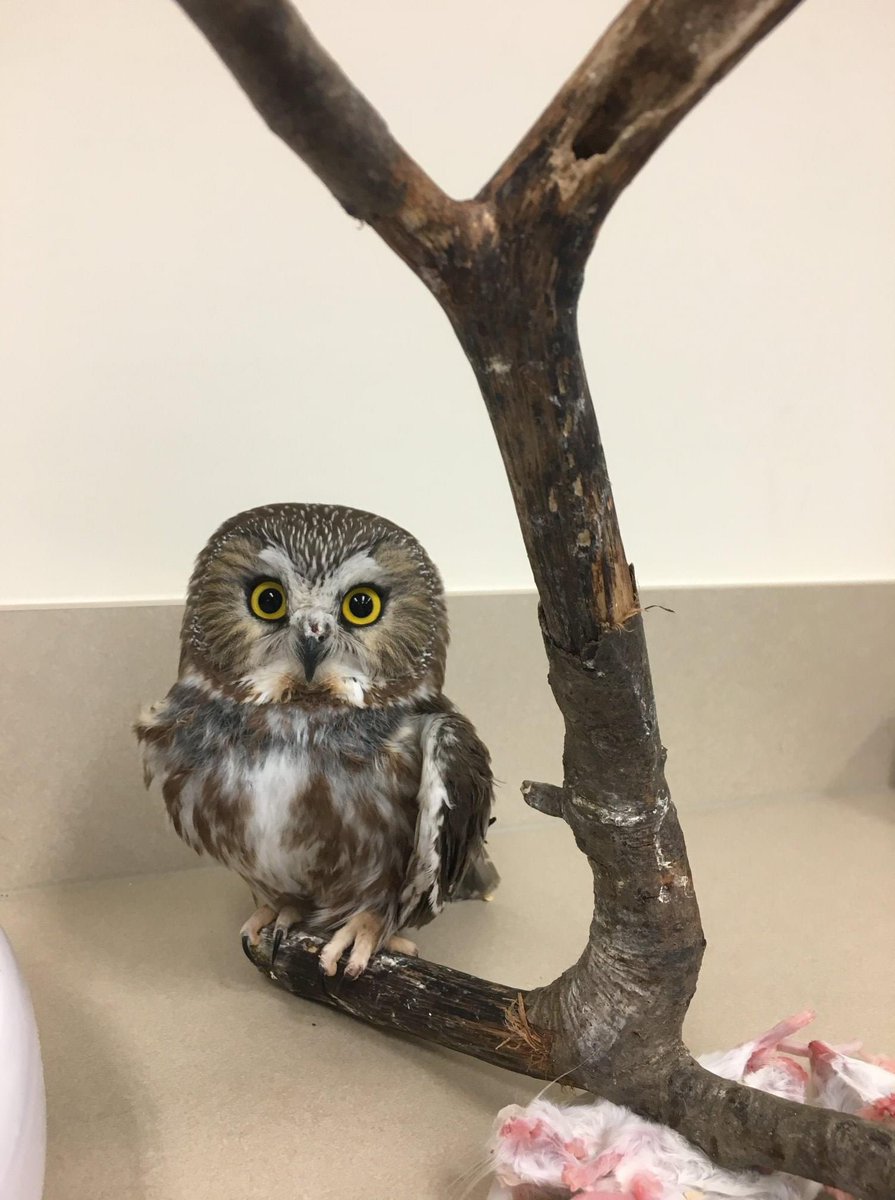 Let us know which owl YOU think is THE Superb Owl!