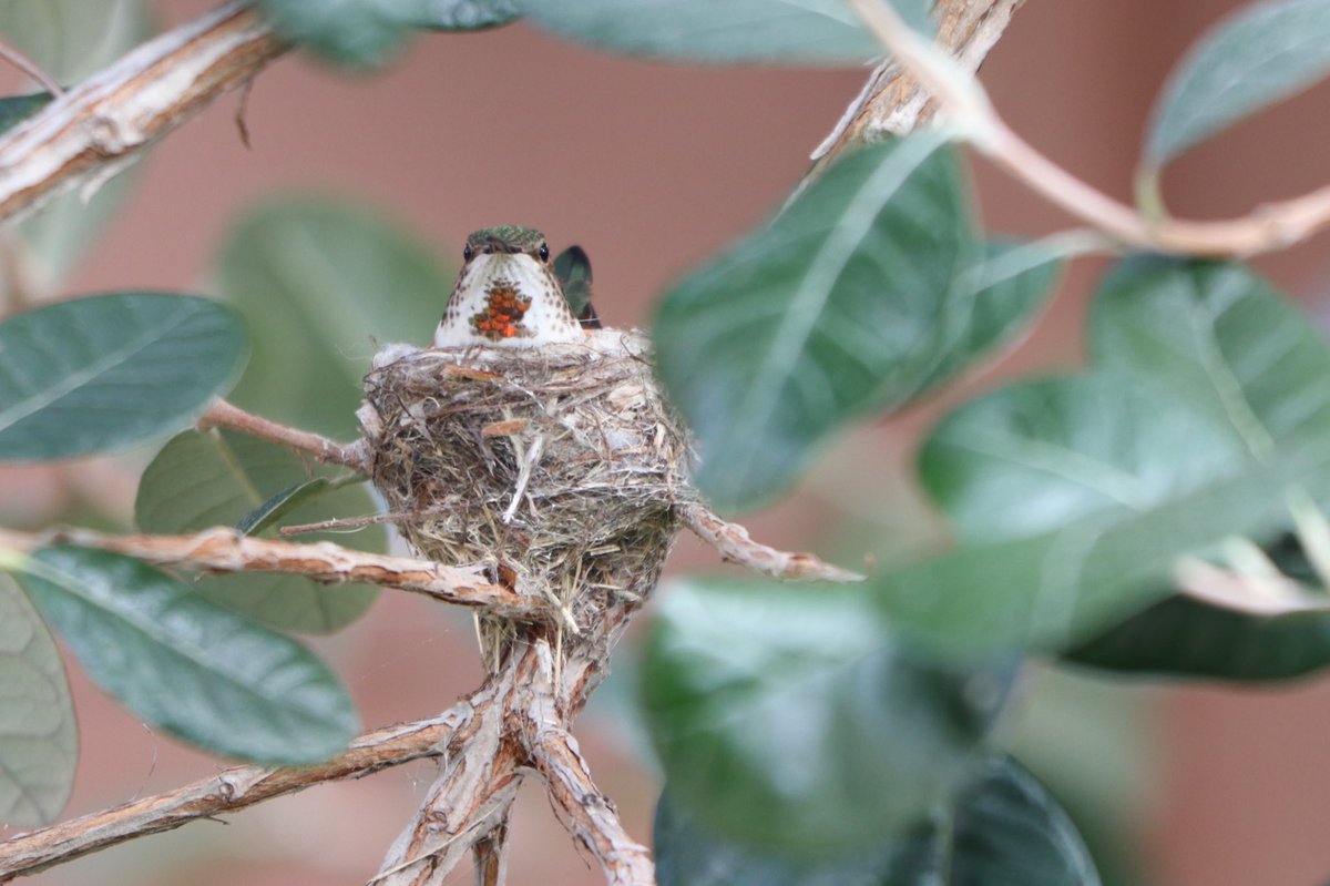 #AllensHummingbird nest in San Diego, California