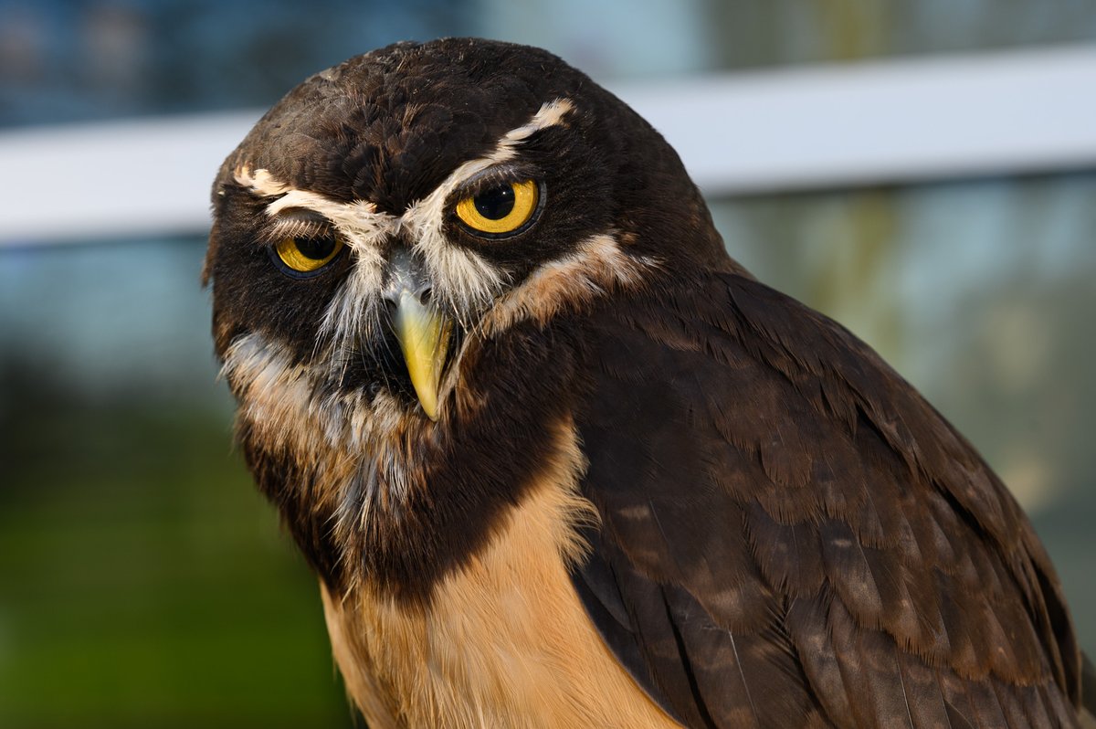 Delaware Museum of Nature & Science (@delmnh) on Twitter photo This Spectacled Owl visiting DMNH from Animal Behavior & Conservation Connections is definitely a #SuperbOwl. Photo by <a href="/MoonloopPhoto/">Moonloop Photography</a> This Spectacled Owl visiting DMNH from Animal Behavior & Conservation Connections is definitely a #SuperbOwl. Photo by <a href="/MoonloopPhoto/">Moonloop Photography</a>