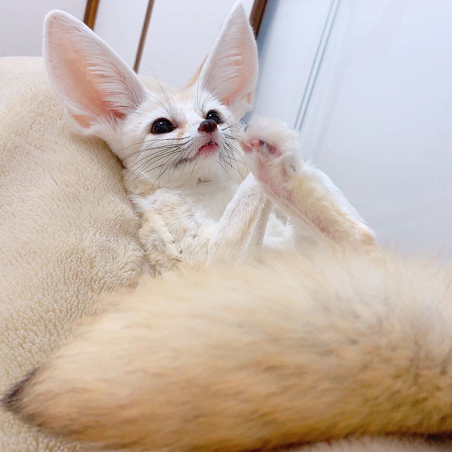 FennecsDaily's tweet photo. https://t.co/SmLiMIIXFe