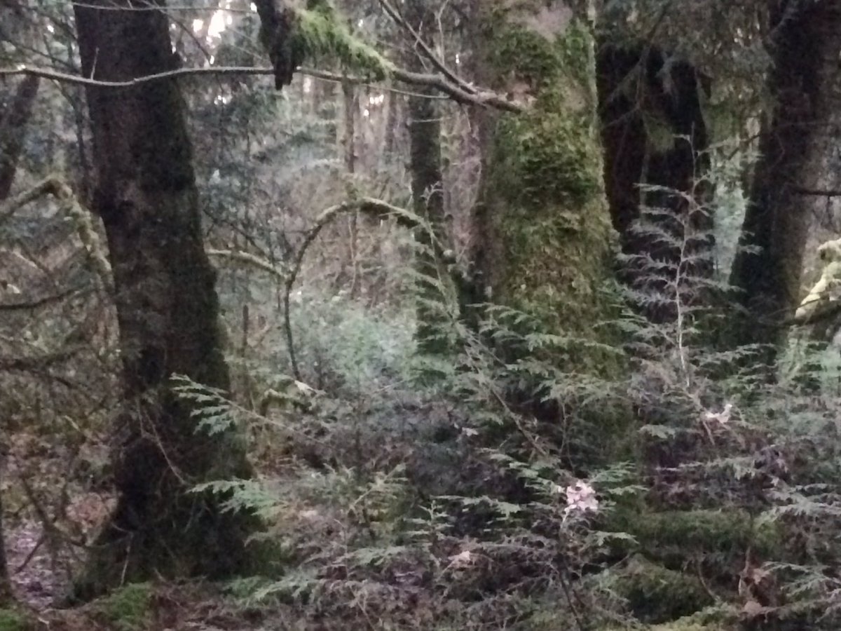O Xrhsths Dr Juliet O Brien Sto Twitter Portal In The Woods