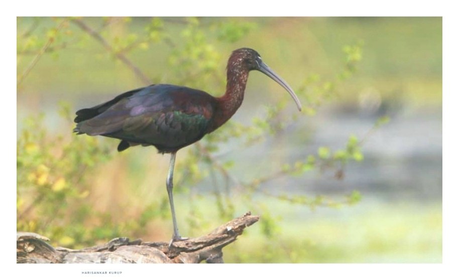 Out in the sun...
#GlossyIbis
#KeoladeoGhanaNP
#IndiAves