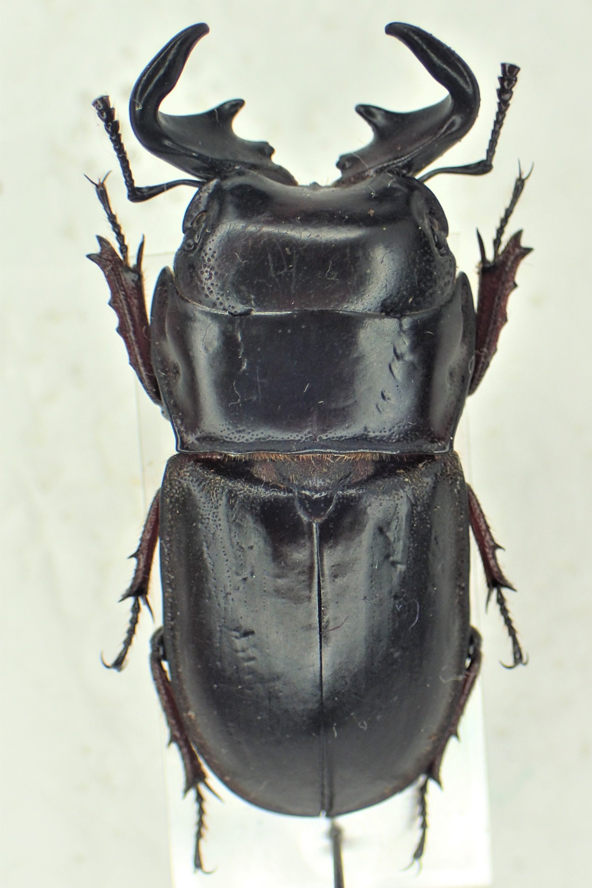 Bug's collector on X: Bug's collector on X: