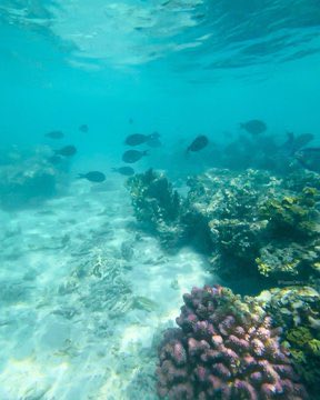 coralspiritkeny's tweet photo. Let’s go diving!! Book your next adventure with us and come see the amazing reefs of Diani 🇰🇪🤿🌊 

📞 +254 718 004 395 
📧 info@coralspirit.com 
https://t.co/QVm03XZuJm 

#kenya #magicalkenya #thingstodoindiani #wanderlust #traveblog #traveblogger #travelagent #coralspiritdiani https://t.co/9sjghlnHSL