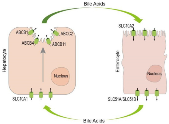 A Link between Intrahepatic Cholestasis and Genetic Variations in Intracellular Trafficking Regulators ##mdpibiology via <a href="/Biology_MDPI/">Biology MDPI</a>  <a href="/univgroningen/">University of Groningen</a> 

🔗 mdpi.com/2079-7737/10/2…