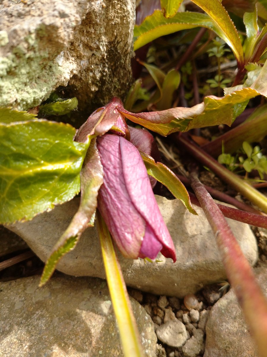 Uttidesu 花畑ではない所で育ったクリスマスローズ 種が飛んだのかな 福寿草も次々と花開いて
