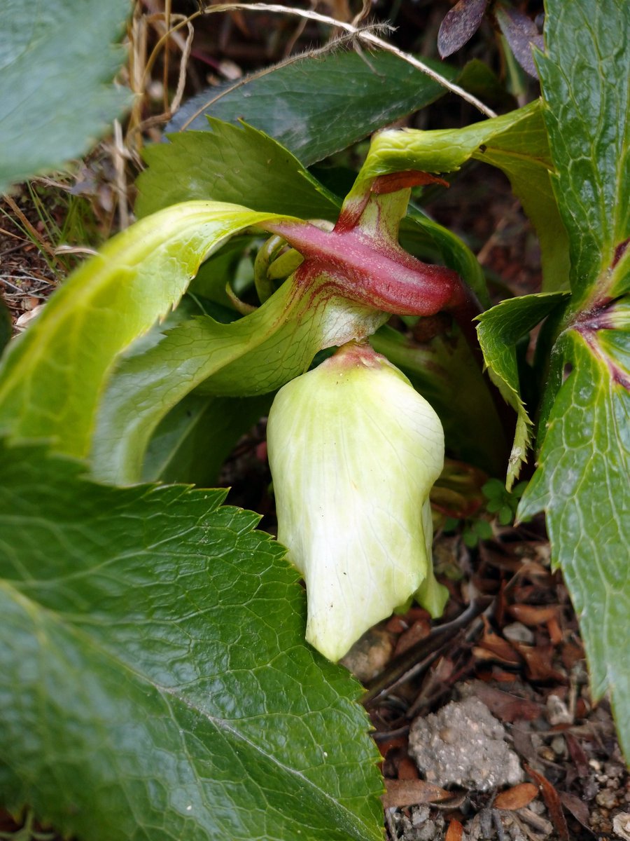 Uttidesu 花畑ではない所で育ったクリスマスローズ 種が飛んだのかな 福寿草も次々と花開いて