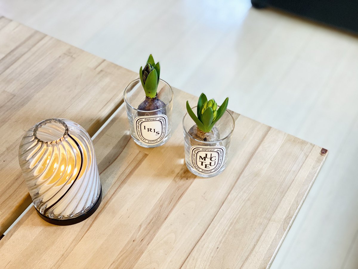 香水日記 新入りのヒヤシンス 花の色はキャンドルの名前にちなんでみたり 日経強い とワクワクして見たら一個死んでる銘柄がありました 球根たち 強く生きて キャンドルはゲランのミュゲ 久々の朝からキャンドル